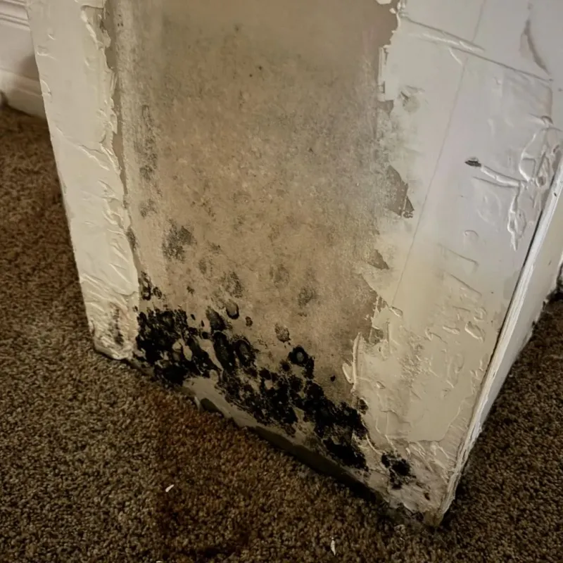 Professional Mold Removal in McArthur, OH